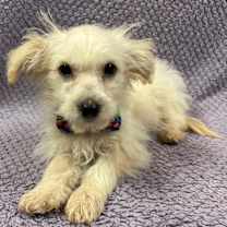 Thumbnail photo of Figgy #4