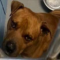 Thumbnail photo of Roscoe #2