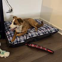 Thumbnail photo of HD #1