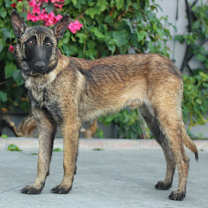 Thumbnail photo of Finn von Forst #3