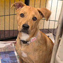 Thumbnail photo of Coco WT #1