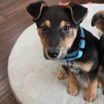 Thumbnail photo of Pepa #1