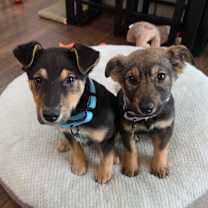 Thumbnail photo of Pepa #2