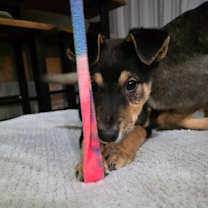 Thumbnail photo of Pepa #3