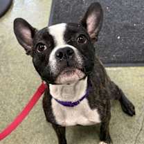 Thumbnail photo of Zeus #1