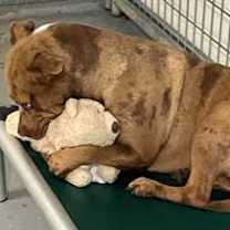 Thumbnail photo of Urgent help Milo #3