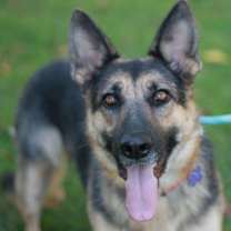 Thumbnail photo of Willow #1