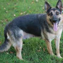 Thumbnail photo of Willow #2