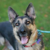 Thumbnail photo of Willow #4