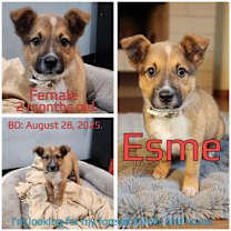 Thumbnail photo of Esme #3