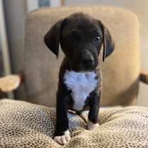 Thumbnail photo of TIPPY #1