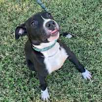 Thumbnail photo of BAM-BAM #1