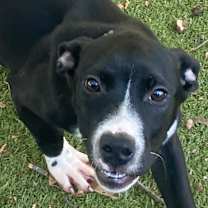 Thumbnail photo of BAM-BAM #4