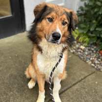 Thumbnail photo of Stetson #4