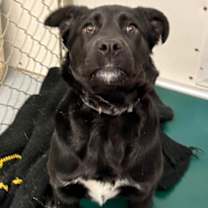 Thumbnail photo of Shalott #1