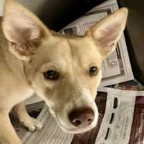 Thumbnail photo of Caira #1