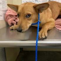 Thumbnail photo of Leina #2