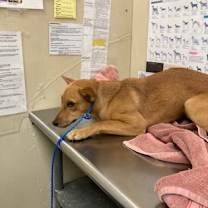 Thumbnail photo of Leina #3