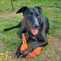 Thumbnail photo of Lucy #3