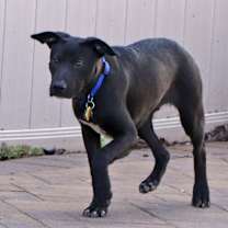 Thumbnail photo of Tristan #2