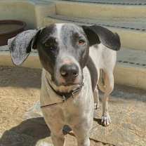 Thumbnail photo of Libby (CP) #3