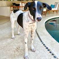 Thumbnail photo of Libby (CP) #4