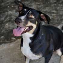 Thumbnail photo of Tula (CP) #4