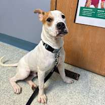 Thumbnail photo of Potato #3