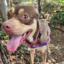 Thumbnail photo of Sadie #4