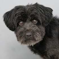 Thumbnail photo of Emmy (JN25-504) #2