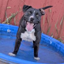 Thumbnail photo of Ollie #2