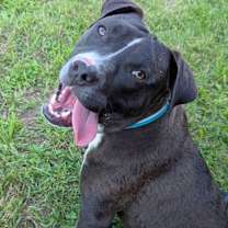 Thumbnail photo of Ollie #3