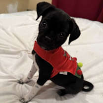 Thumbnail photo of Chiko #1