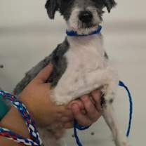 Thumbnail photo of Kobe #1