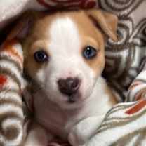 Thumbnail photo of Pooky #1