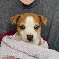 Thumbnail photo of Pooky #2