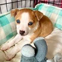 Thumbnail photo of Pooky #3