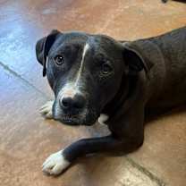 Thumbnail photo of Ollie #4