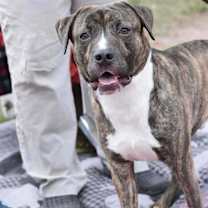 Thumbnail photo of Tank (AVAILABLE 12/21) #1