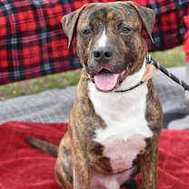 Thumbnail photo of Tank (AVAILABLE 12/21) #2