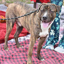 Thumbnail photo of Tank (AVAILABLE 12/21) #3