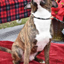 Thumbnail photo of Tank (AVAILABLE 12/21) #4