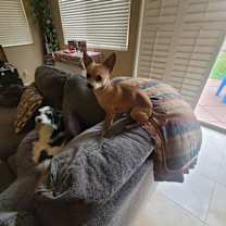 Thumbnail photo of Simba #2