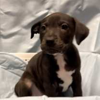 Thumbnail photo of Raya #4