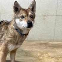 Thumbnail photo of Sori #3