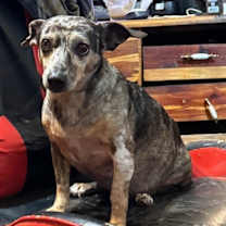 Thumbnail photo of Pearl #3