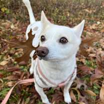 Thumbnail photo of Binnie #4