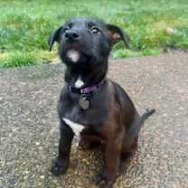 Thumbnail photo of Aragorn #2