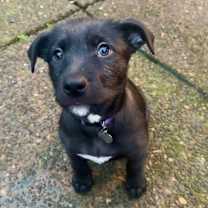 Thumbnail photo of Aragorn #3