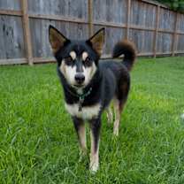 Thumbnail photo of Tommy #1